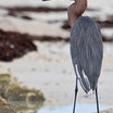 Reddish Egret